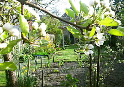 De tuin